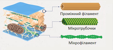 Цитоскелет