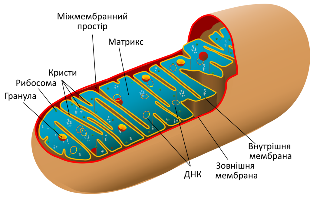 Мітохондрія