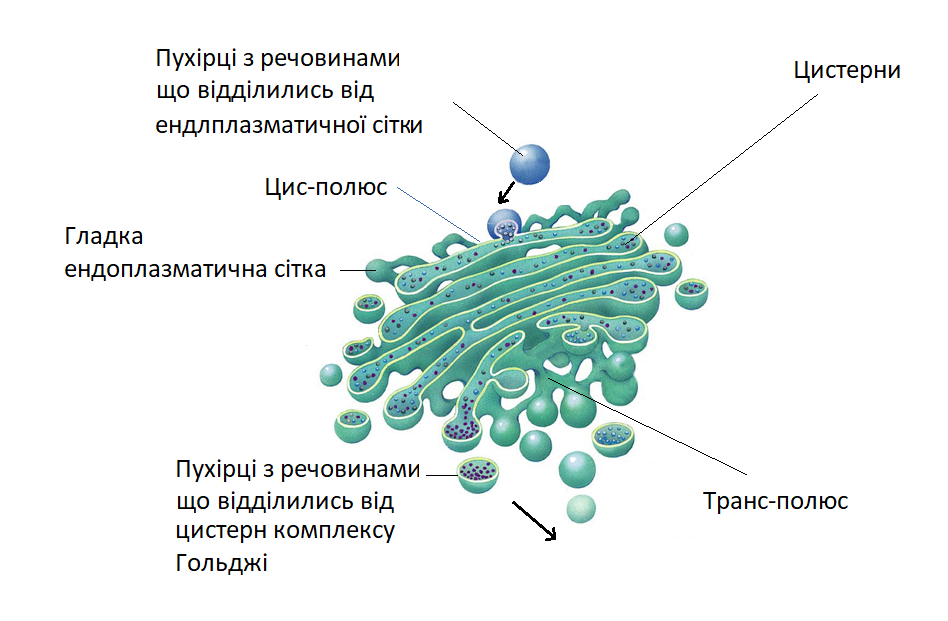 Комплекс Ґольджі