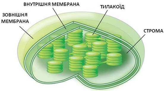 Хлоропласти