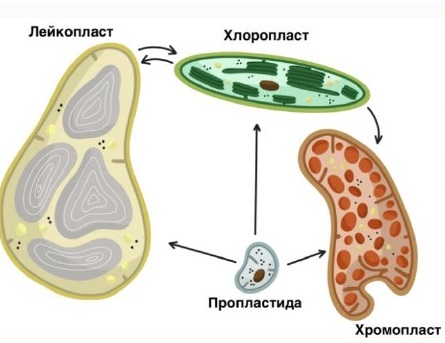 Пластиди